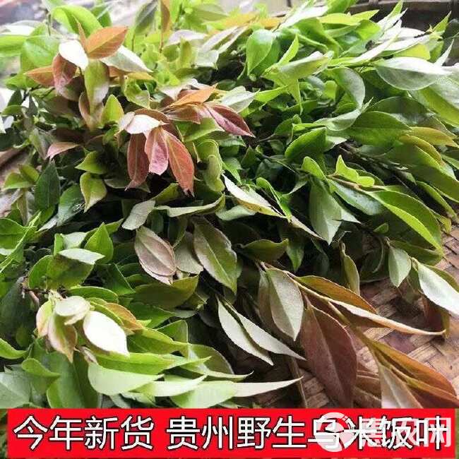 乌米叶南烛叶新鲜采摘天然绿色植物现采现摘乌米粽,乌米饭包邮