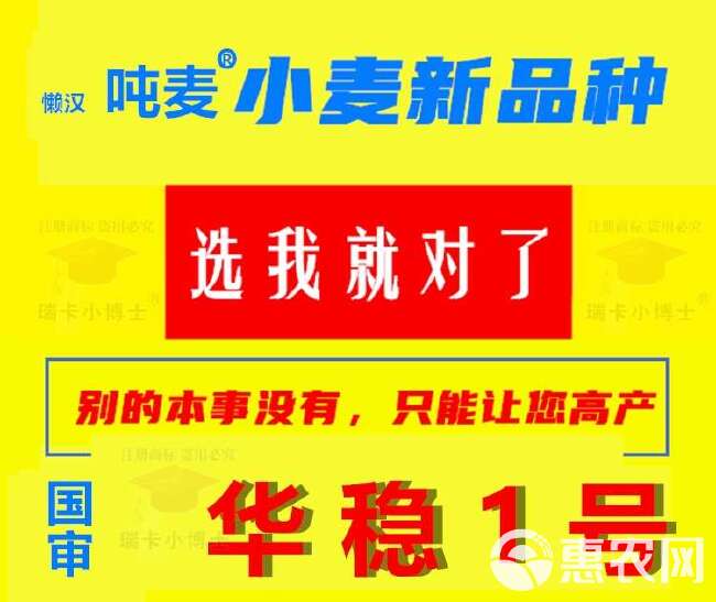 矮杆大穗国审优质懒汉吨麦小麦新品种抗冻抗病抗倒抗旱节水批发