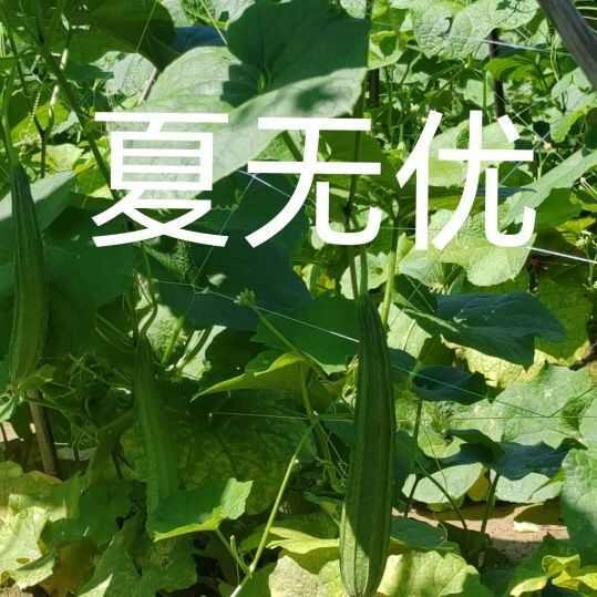 夏无优1号丝瓜种子耐热速生长早熟大田基地种植抗病丝瓜种子