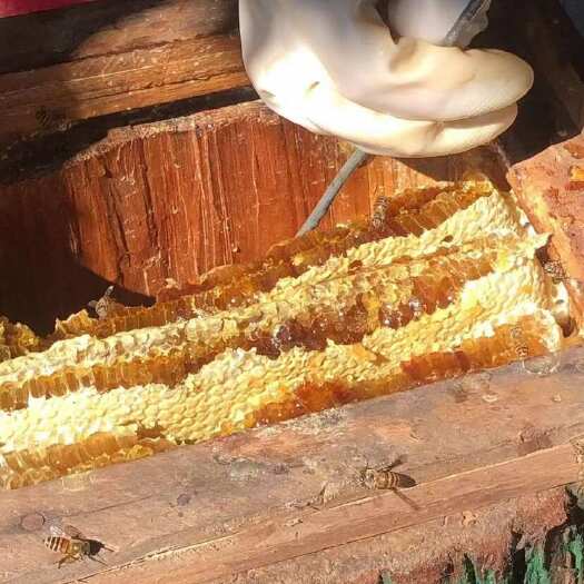 建瓯市土蜂蜜 百花蜜