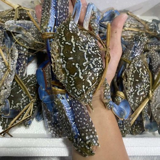 北海兰花蟹，花蟹，梭子蟹，冬蟹