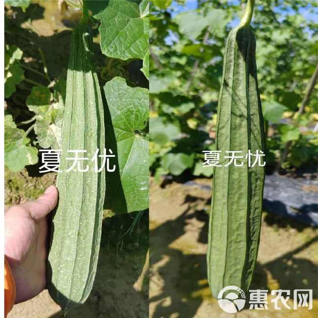 夏无优1号丝瓜种子耐热速生长早熟大田基地种植抗病丝瓜种子