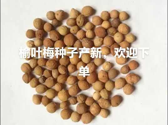林州市榆叶梅种子
