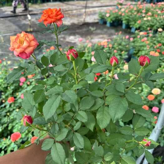 成都温江直发优质欧月月季苗木花草基地供应