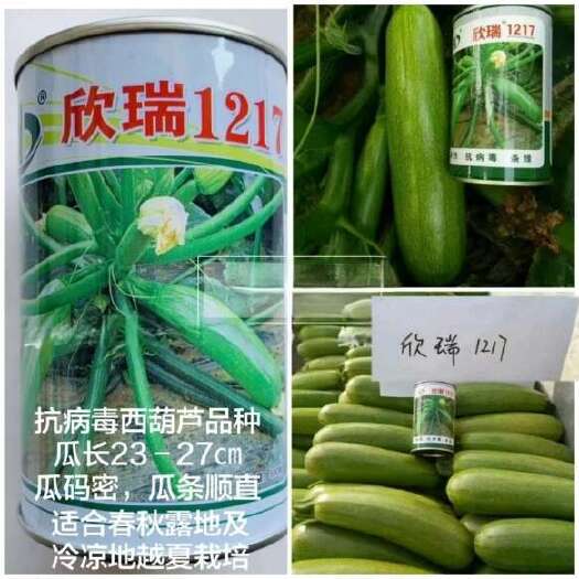 沭阳县西葫芦种子欣瑞127西葫芦种子早熟翠绿色光泽度好产量高西葫芦