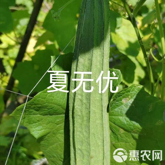 夏无优1号丝瓜种子耐热速生长早熟大田基地种植抗病丝瓜种子