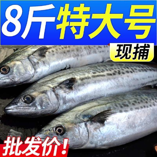 青岛青岛特大鲅鱼新鲜特大鲜活冷冻马鲛鱼馅燕鲅鱼一整箱海鱼批发海鲜