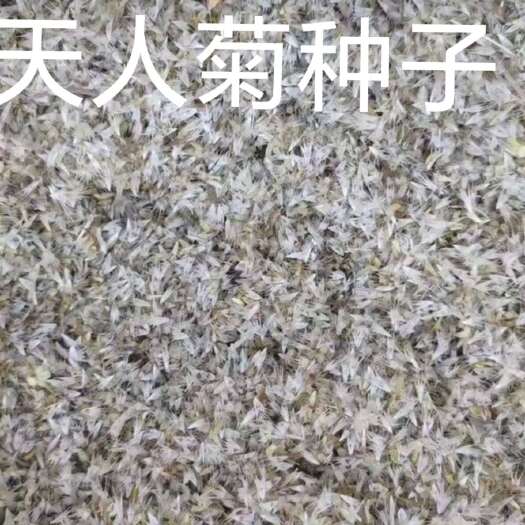 天人菊种子