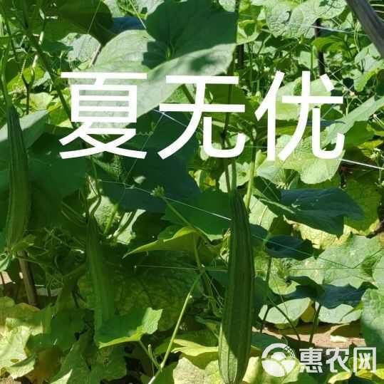 夏无优1号丝瓜种子耐热速生长早熟大田基地种植抗病丝瓜种子