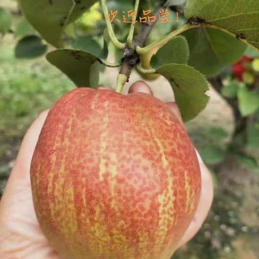 阳信县皮薄 酥脆