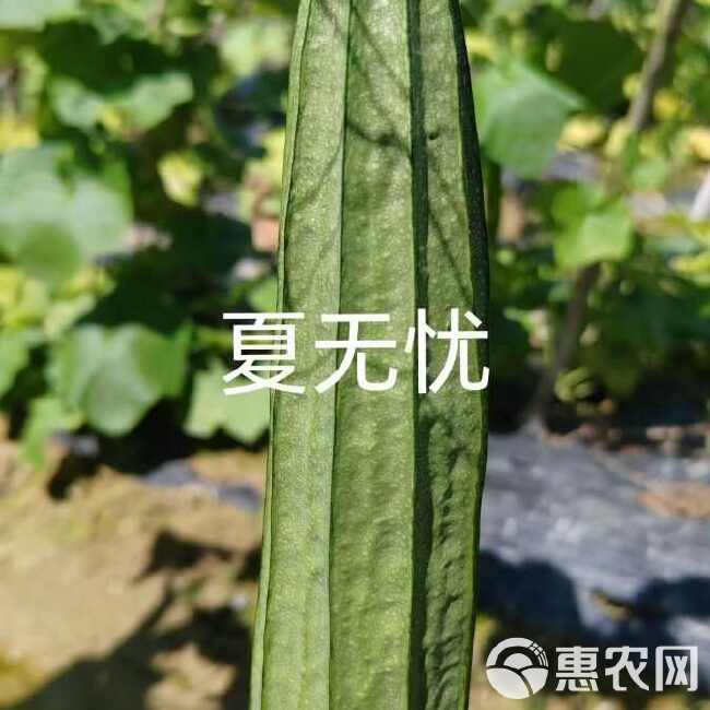 夏无优1号丝瓜种子耐热速生长早熟大田基地种植抗病丝瓜种子