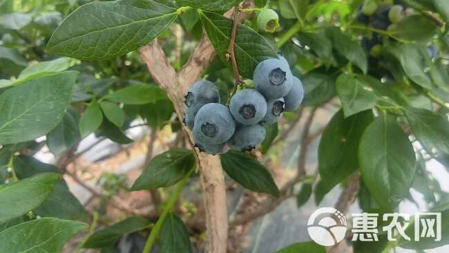 丹东蓝丰蓝莓15mm+，一斤装泡沫箱冷链运输