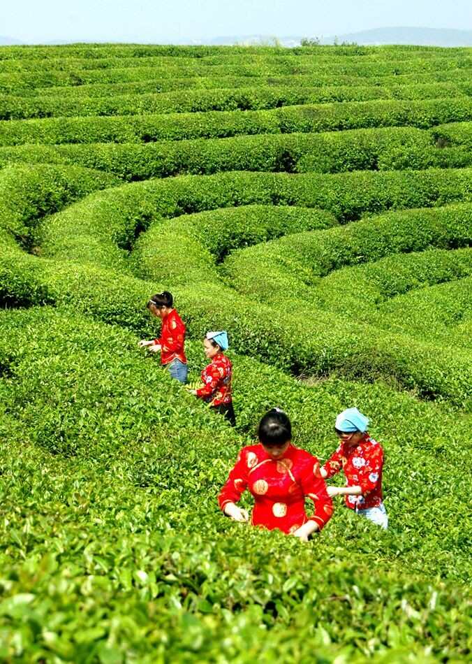 梁河县炒青绿茶回龙春尖茶。一芽二叶。混采。明前春茶，四季可喝。