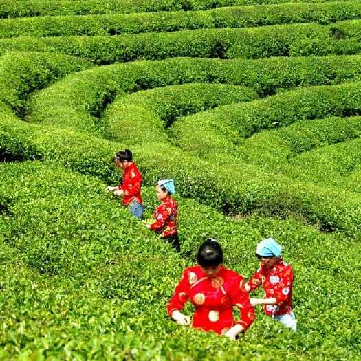 炒青绿茶回龙春尖茶。一芽二叶。混采。明前春茶，四季可喝。