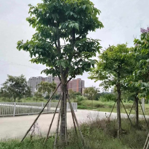 普宁市大叶紫薇/大花紫薇，产地低价直销15-18分大叶紫薇袋苗