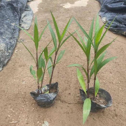  翠芦莉盆栽