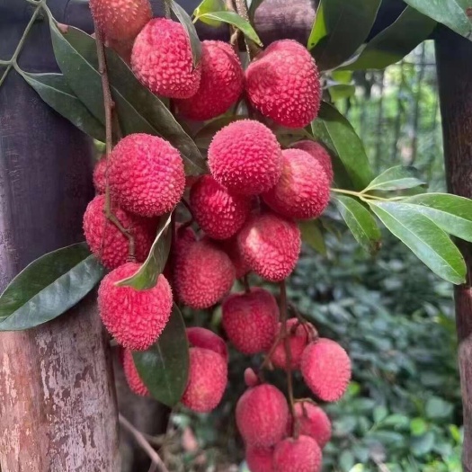 状元红荔枝