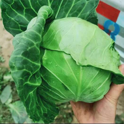 甘肃高原夏菜中甘