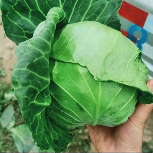 定西甘肃高原夏菜中甘