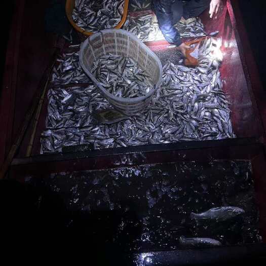 汝南县白条鱼