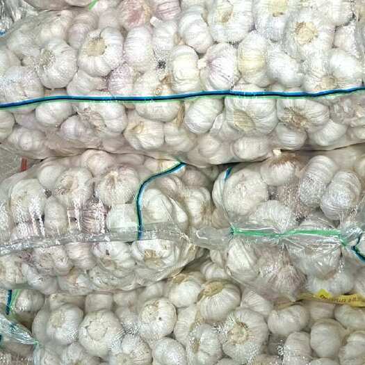 荆州大蒜
