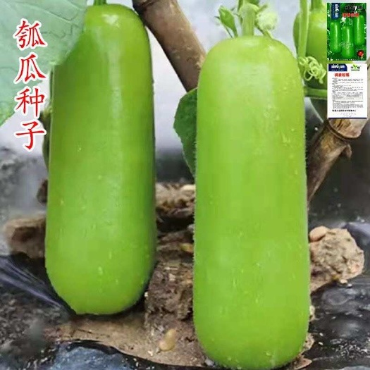 邵东市瓠瓜种子春秋种植早熟短蒲瓜种子嫩甜好吃盆栽田园种植蔬菜种子