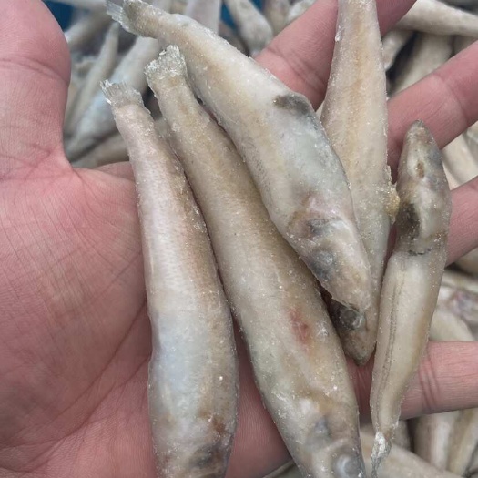 沙丁鱼