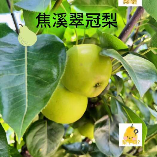 无锡翠冠梨