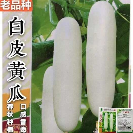 邵东市老品种白皮黄瓜种子生食凉拌蔬菜种子水果黄瓜黄瓜种籽小菜园易种