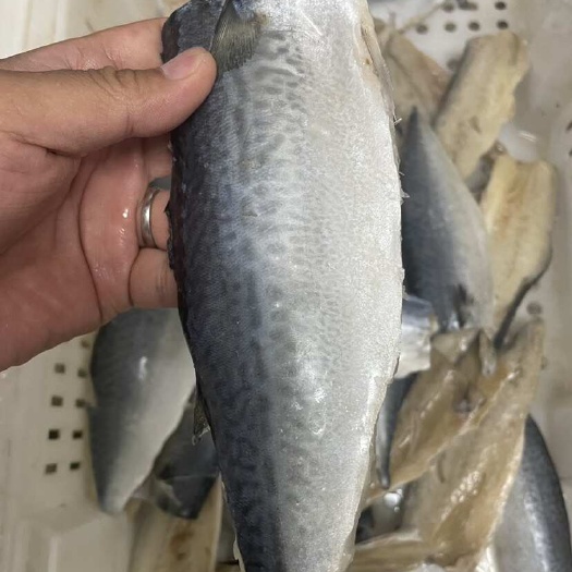 东港市开片鲅鱼