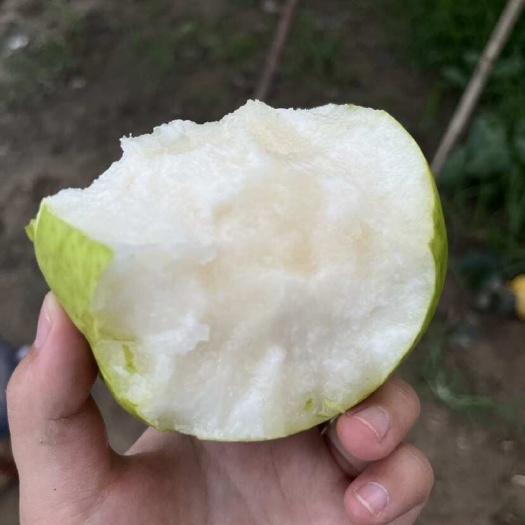 砀山县砀山翠玉梨