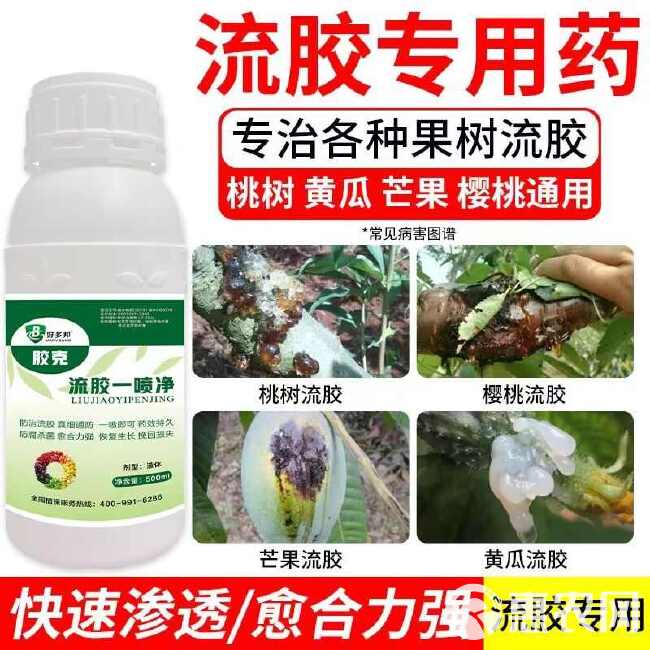 胶克流胶钻孔一喷净果树花椒桃树流胶病专用溶解剂微生物菌剂