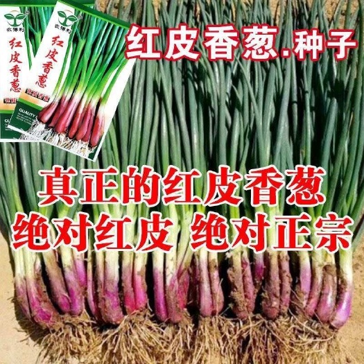 邵东市红皮香葱种籽四季小香葱种子红根小香葱种籽四季阳台盆栽蔬菜种子
