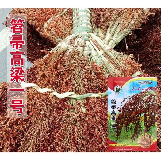 邵东市笤帚高粱种子孑红樱子红糯高粱种子酿酒原料矮生抗旱春季高粱种子