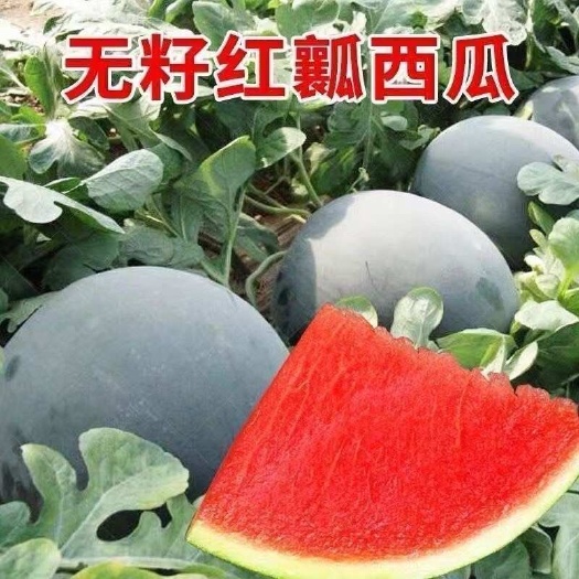 邵东市黑皮无籽西瓜种子薄皮特大超甜西瓜种子南方新品种无子黑皮西瓜种