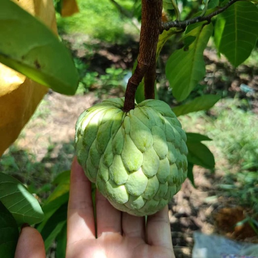 惠州释迦果