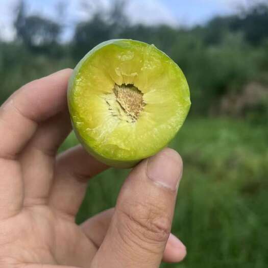 重庆市7.5号重庆市万州分水青脆李大量上市