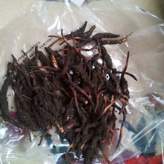 雅江县甘孜虫草
