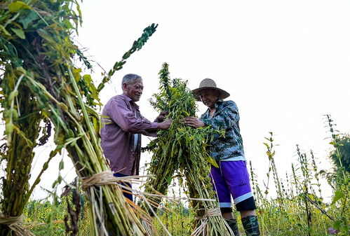 安徽阜阳界首优质白芝麻 精选新鲜可食用油料作物