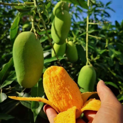 米易县芒果