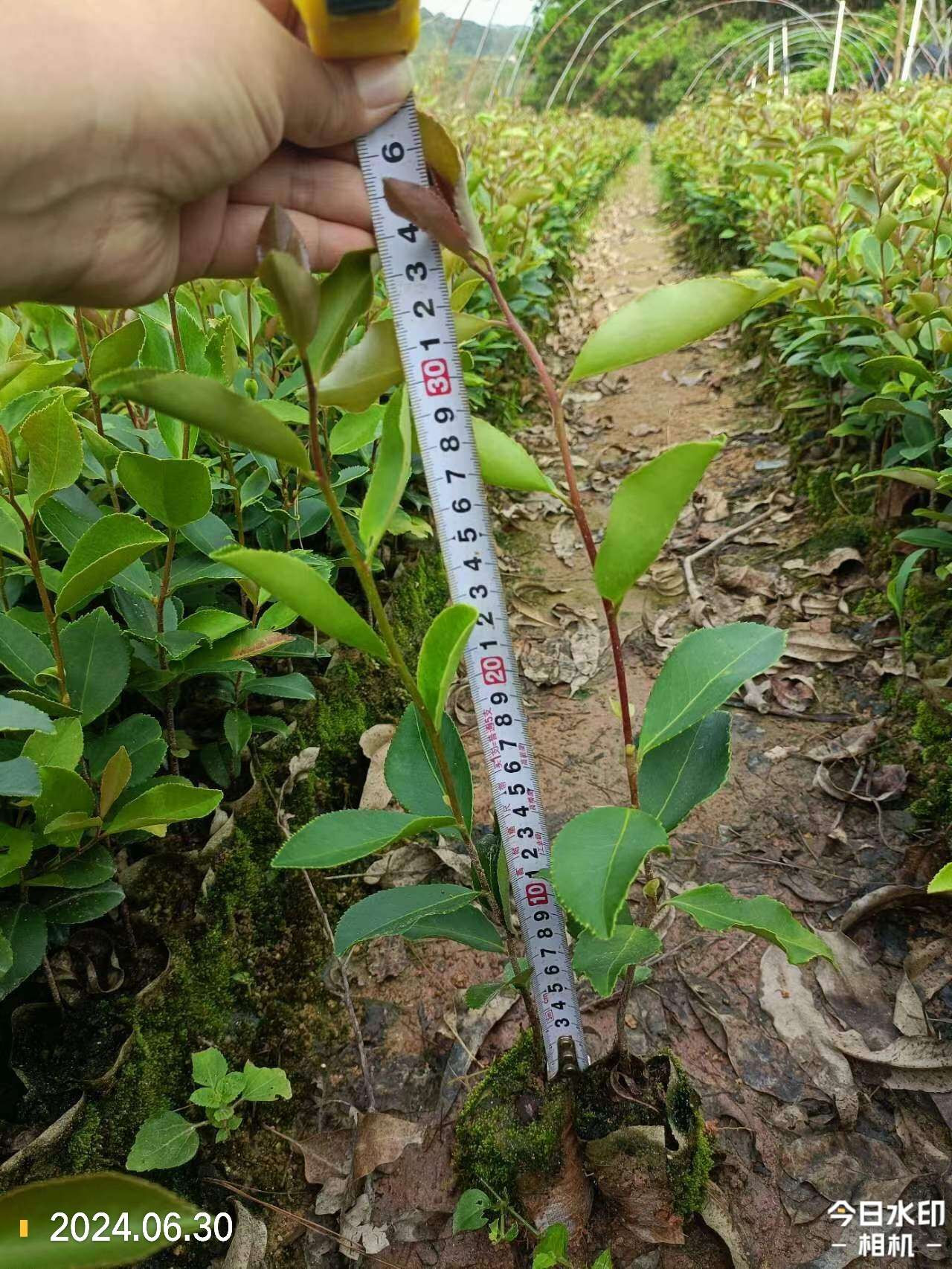 高量高油，優(yōu)質(zhì)油茶苗