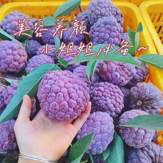 徐闻县玫瑰释迦果番荔枝恶魔果实非牛奶释迦果电商一件代发团购批发