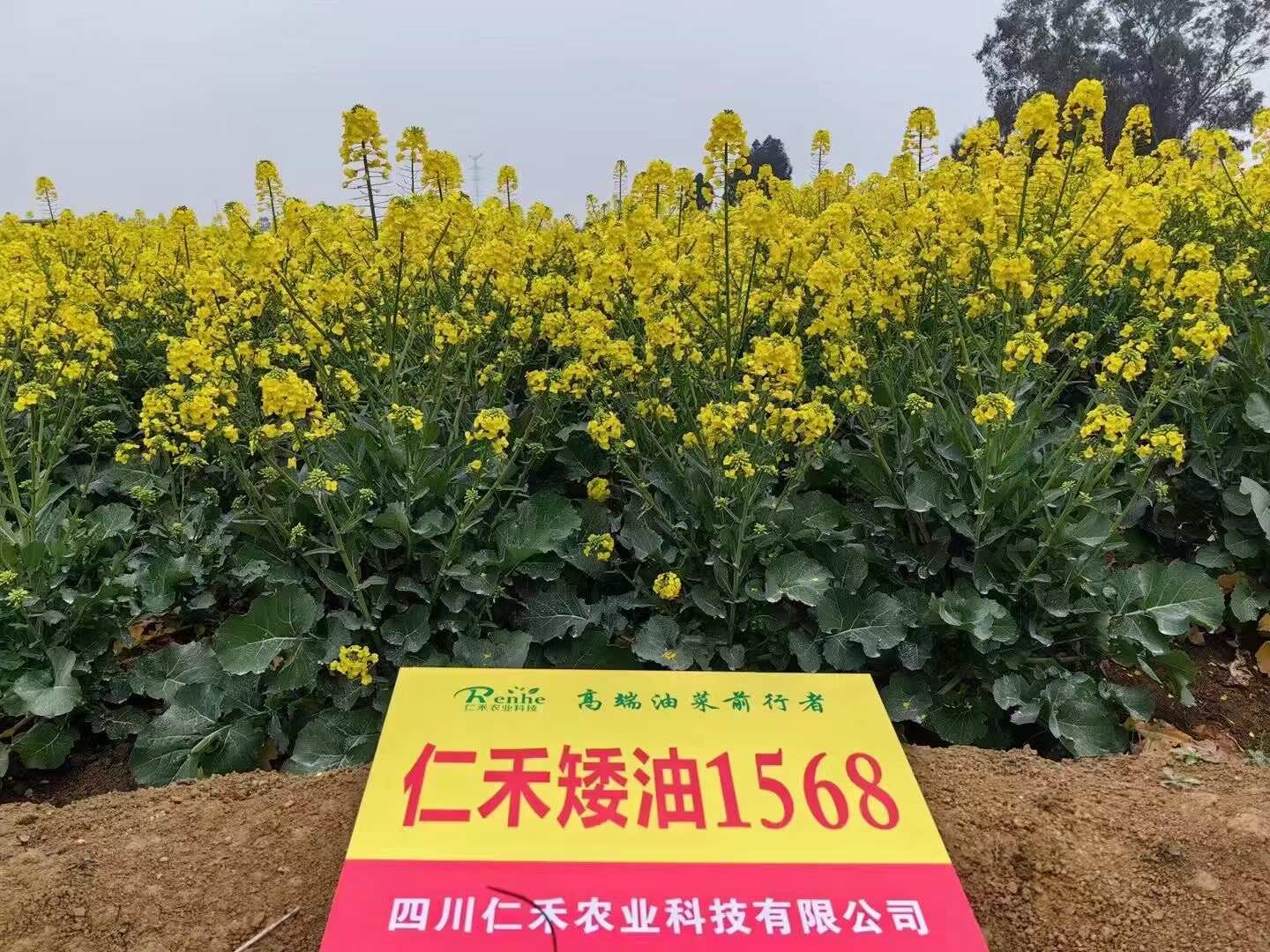 仁禾矮油1568油菜籽种子