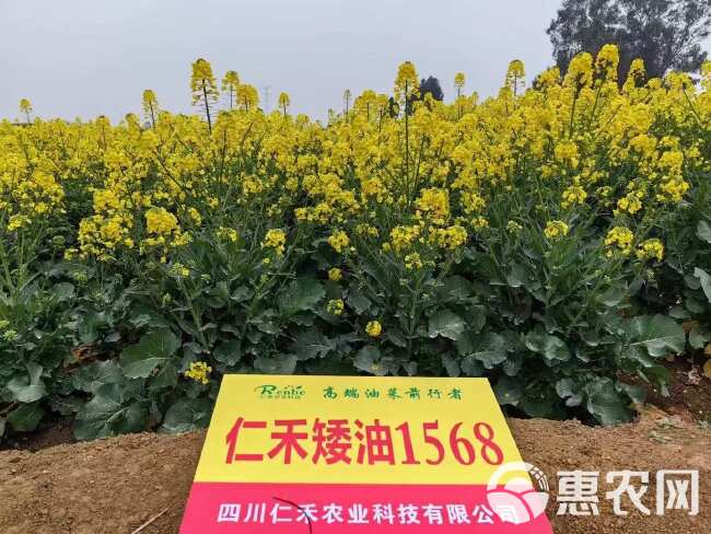 仁禾矮油1568油菜籽种子