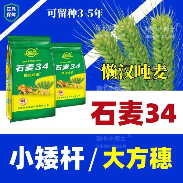 国审石麦34矮杆大穗懒汉吨粮新标杆高抗寒抗病抗倒耐旱优质批发