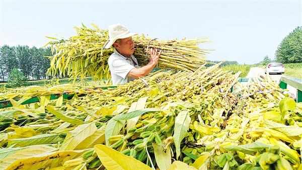 安徽阜阳界首优质白芝麻 精选新鲜可食用油料作物