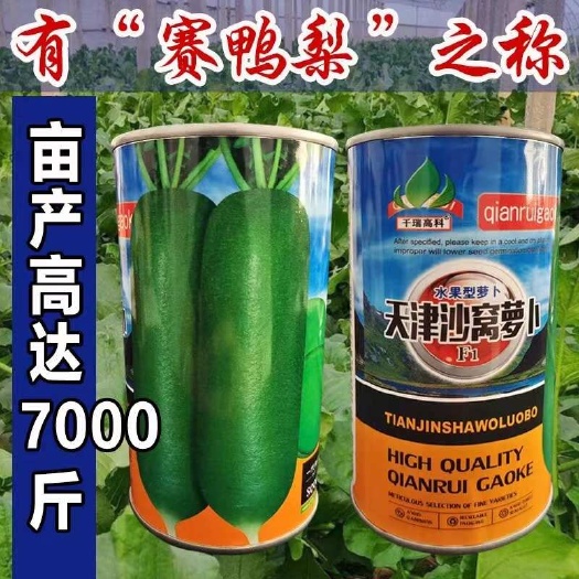 宿迁天津沙窝萝卜种子 水果型青萝卜种子