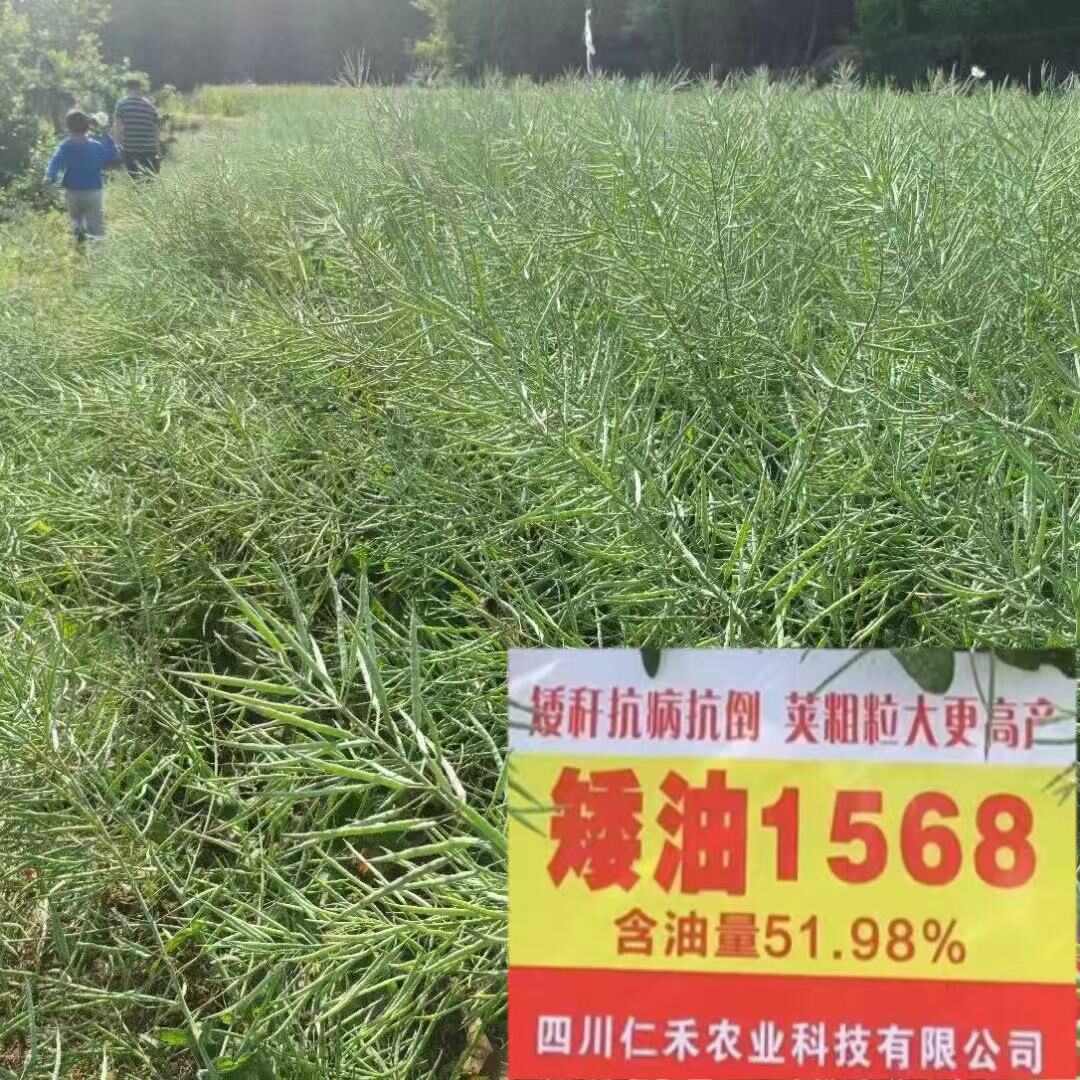 仁禾矮油1568油菜籽种子