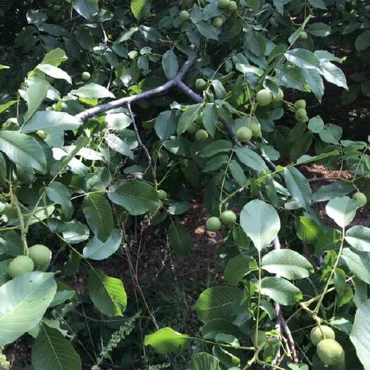 平顺县青皮核桃