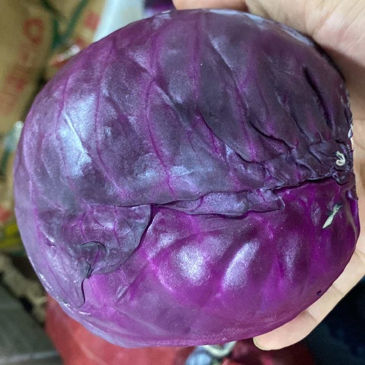 博罗县紫甘蓝，沙拉菜